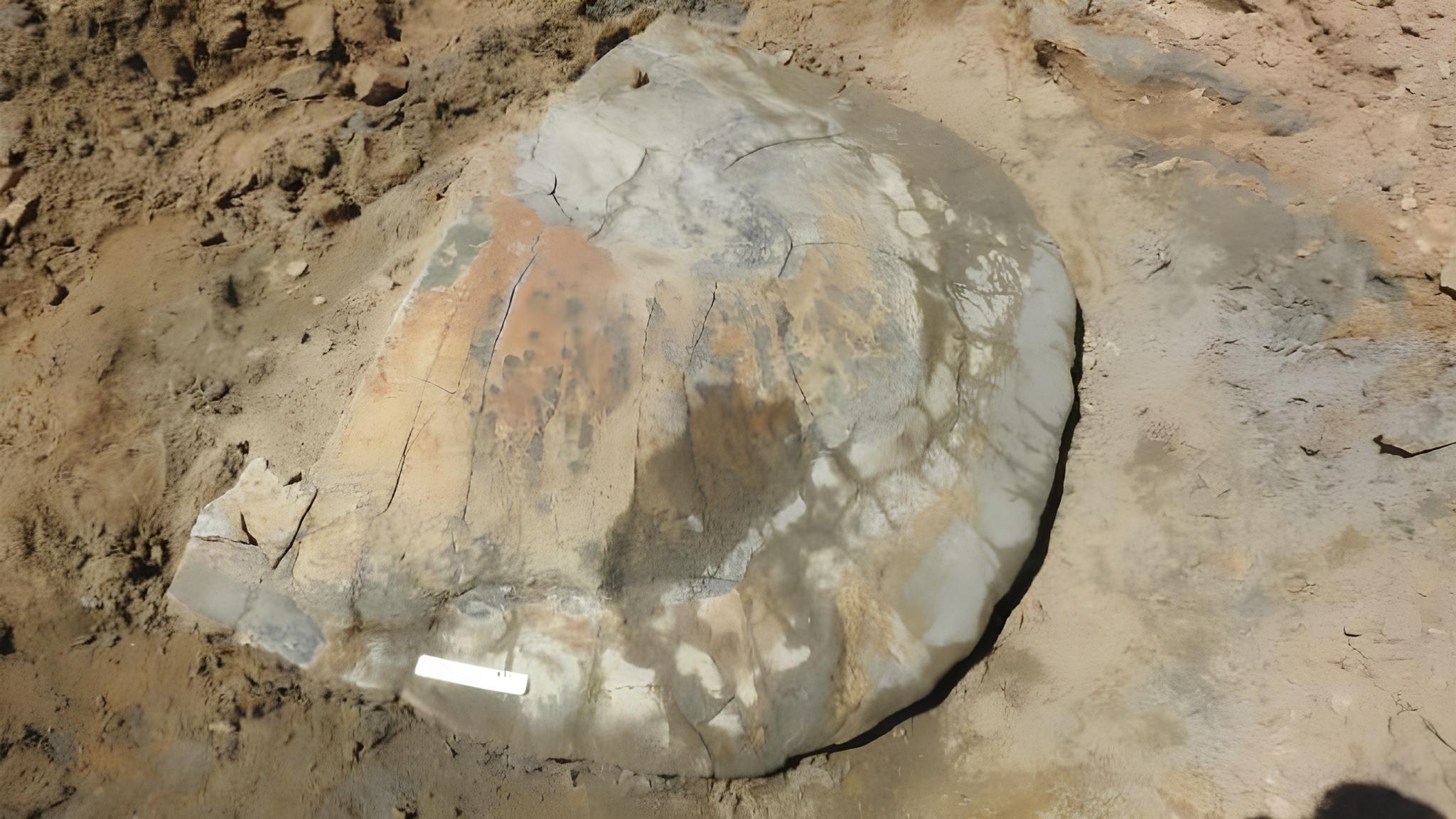 ブラジルの研究者は、アマゾンで巨大なカメの化石を見つけ、それが何百万年も前に住んでいたことを明らかにしました