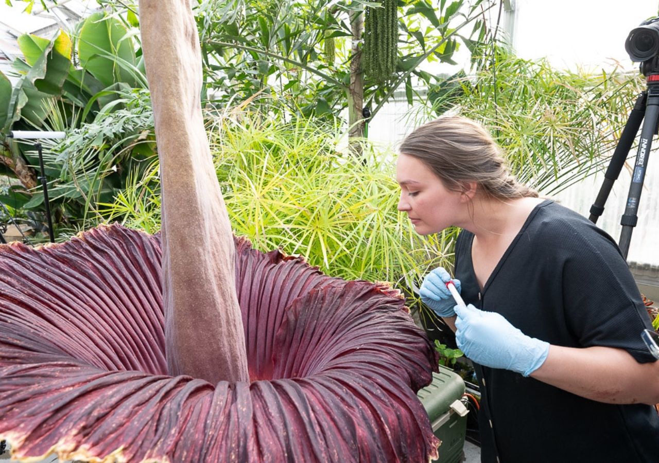 あえて匂いを嗅いでいますか？ブラジルは、自然の中で最も奇妙な花である死体の花をホストしています