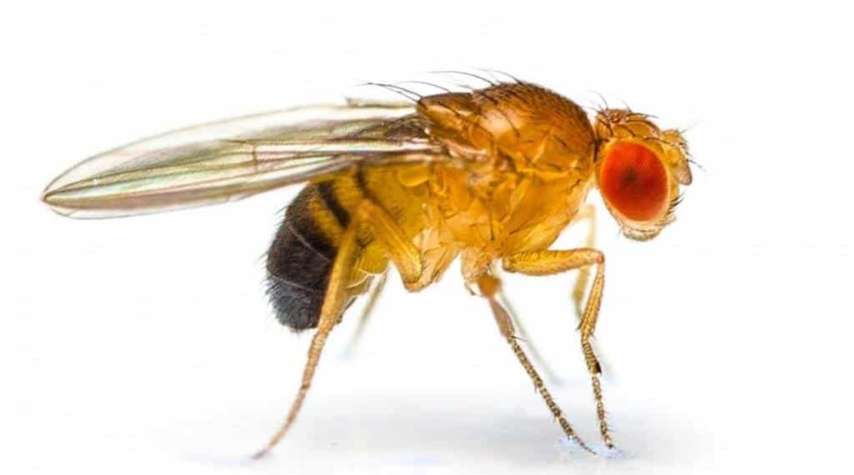 ハエは迷惑ですが、これはすでに6つのノーベル賞を獲得しています